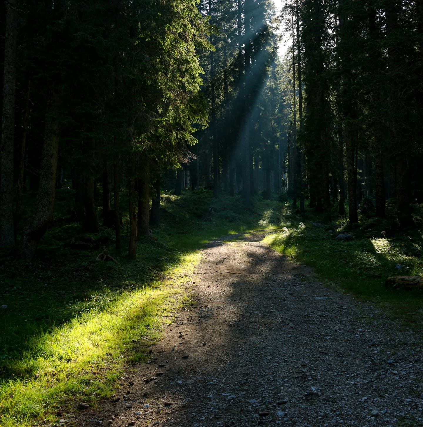 A winding path through a sunlit forest